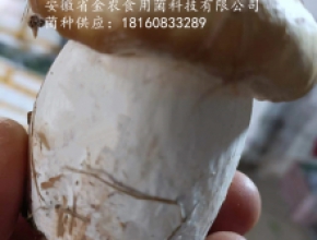金黃色赤松茸